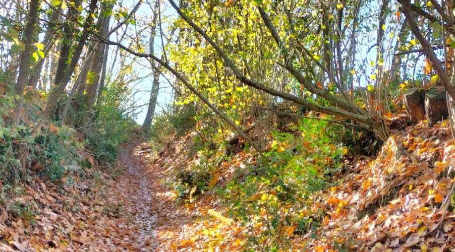 WhatsApp-Image-2025-11-11-a-12